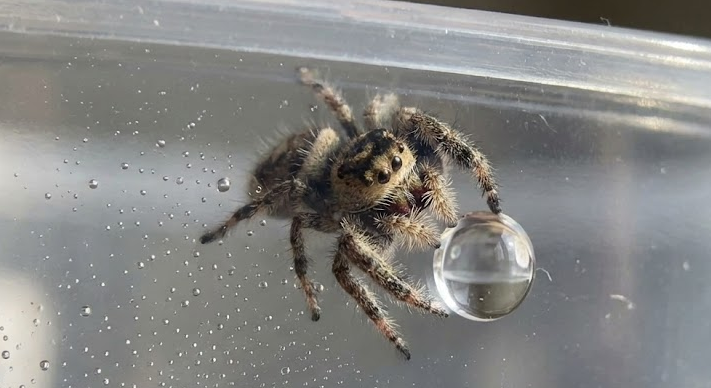Macro shot of a jumping spider drinking a water droplet, an essential part of understanding what do jumping spiders eat for hydration.