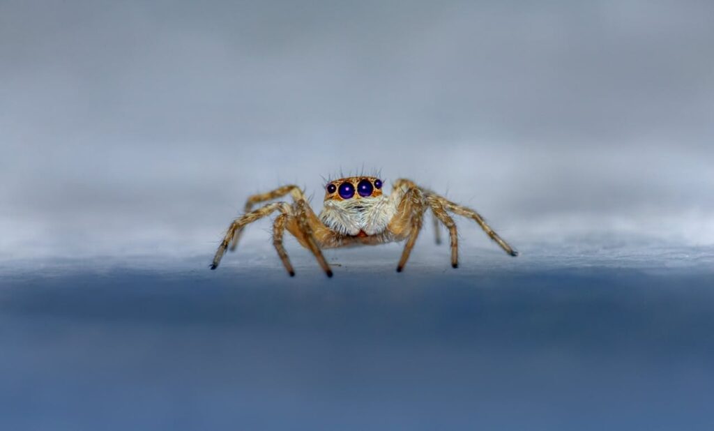 Close-up of a jumping spider showing its distinctive blue eyes in sharp focus.