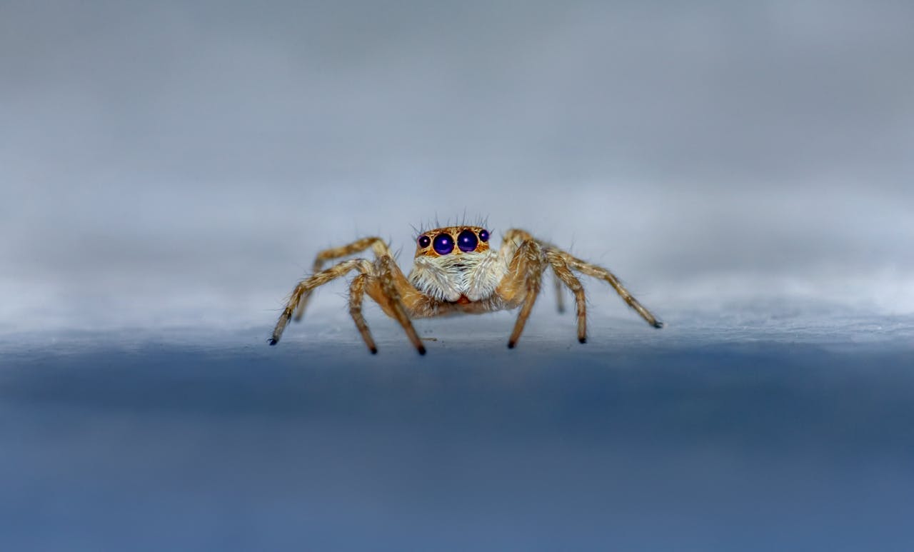 Close-up of a jumping spider showing its distinctive blue eyes in sharp focus.
