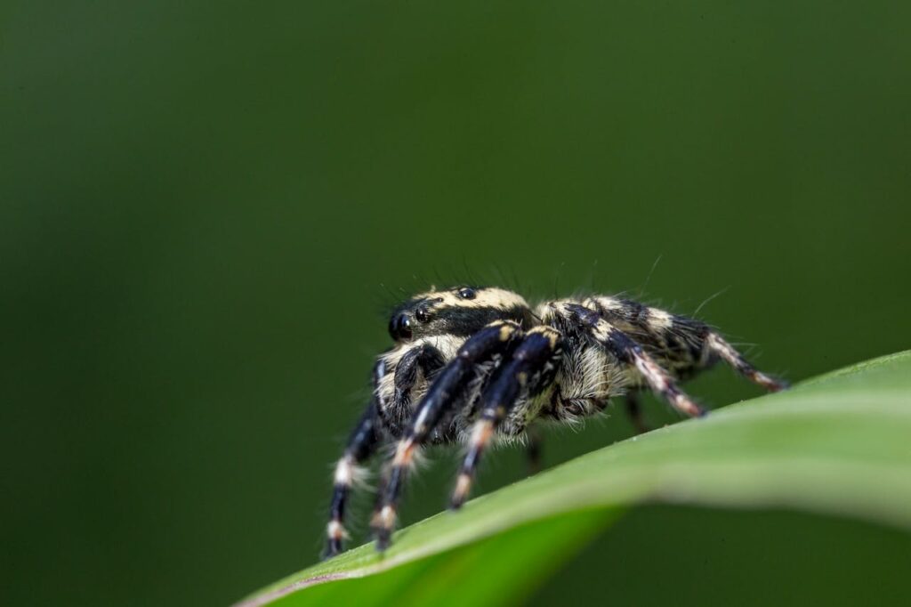 Detailed close-up of a jumping spider on a green leaf, showcasing its hairy body and legs.