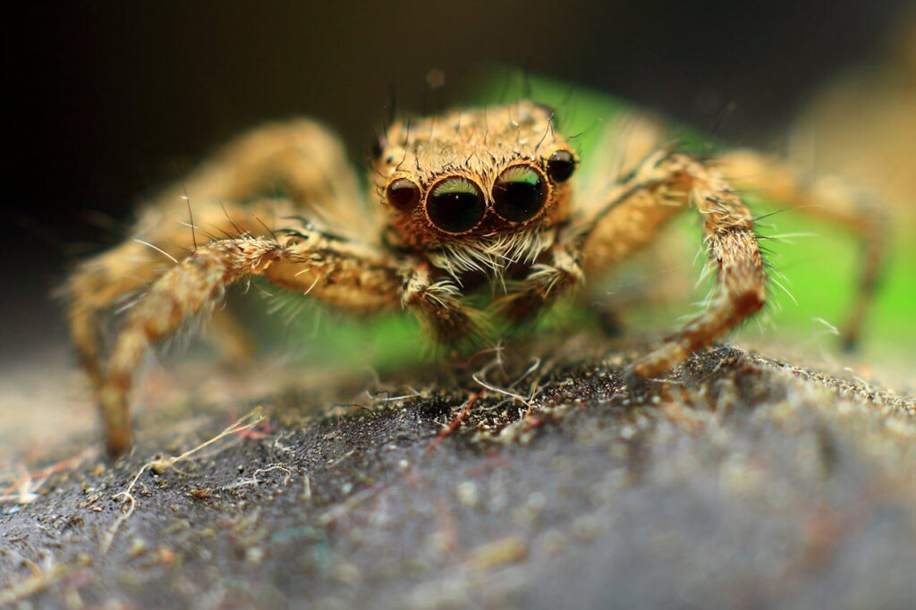 pexels photo 31288385.jpeg