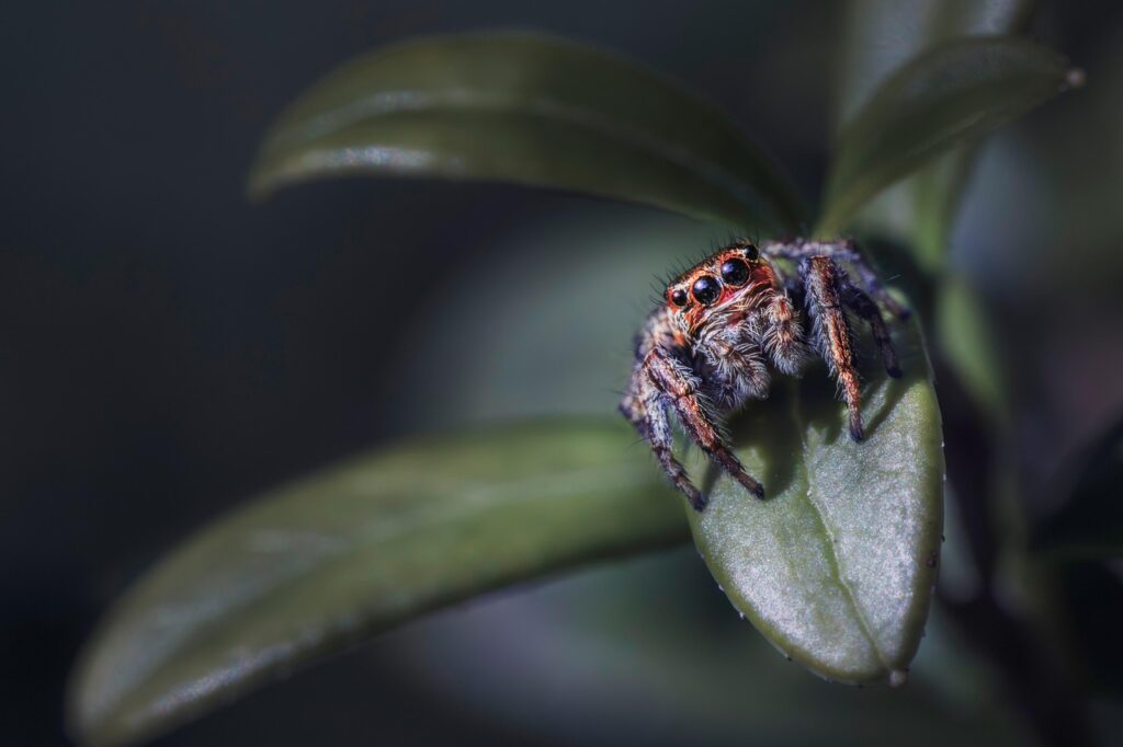 jumping spider, insect, spider, wildlife, animal, nature, arachnid, macro, close up, outdoors, plant, garden