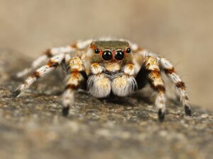 spider, arachnid, animal, jumping spider, salticidae, tarantula, fauna, nature, closeup, spider, spider, spider, spider, spider